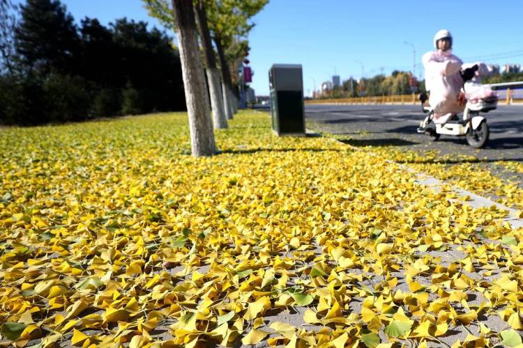 朝阳：深秋银杏美 落叶“诗”满城