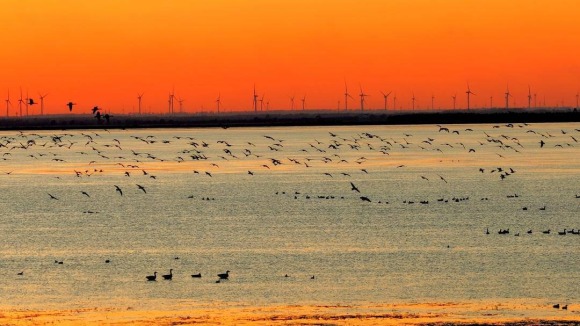 南迁候鸟小憩卧龙湖