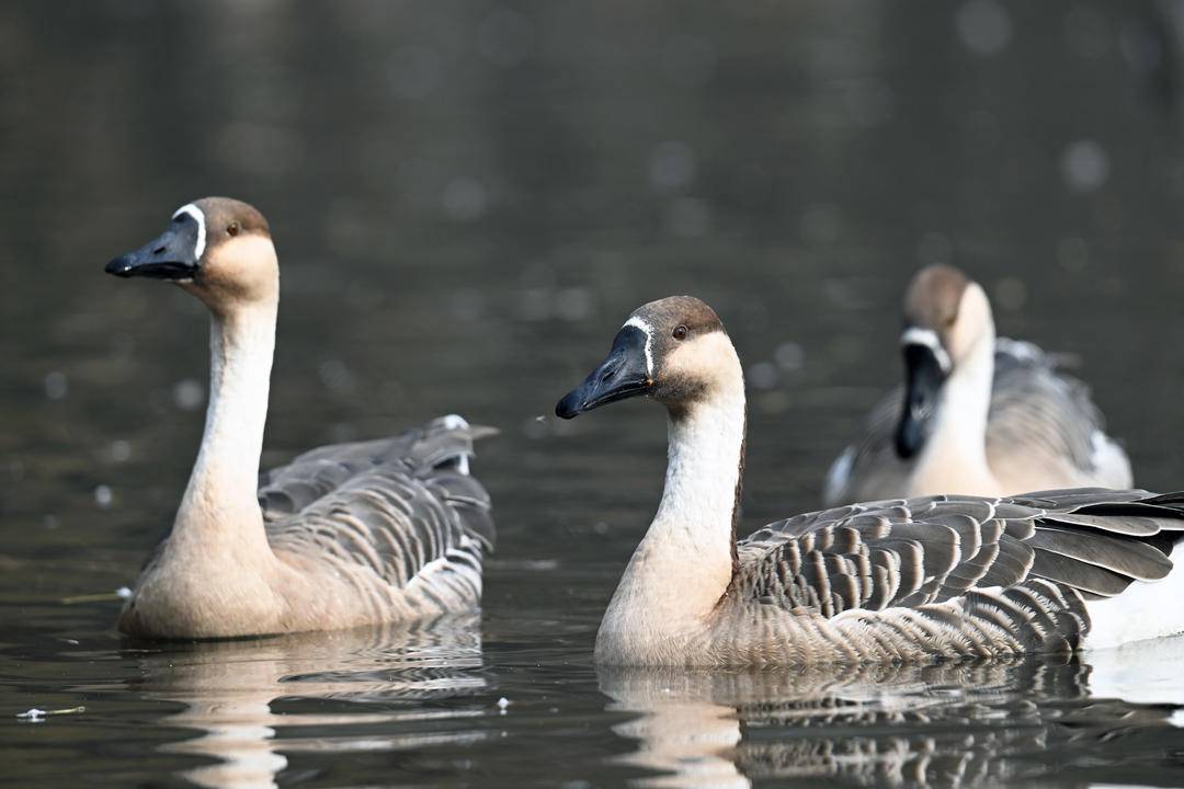 “雁”遇初冬，舞动浑河