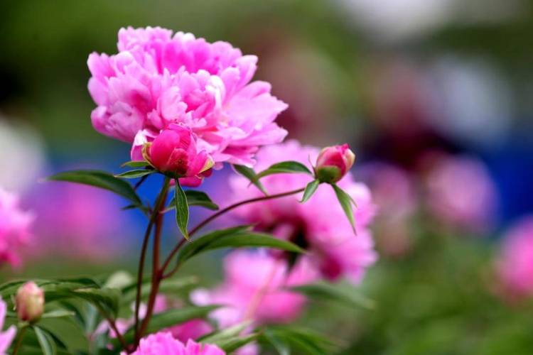 朝阳：五月“花神”芍药盛放