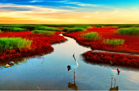 好好聊“辽”| 盘锦：湿地油城 物阜民丰