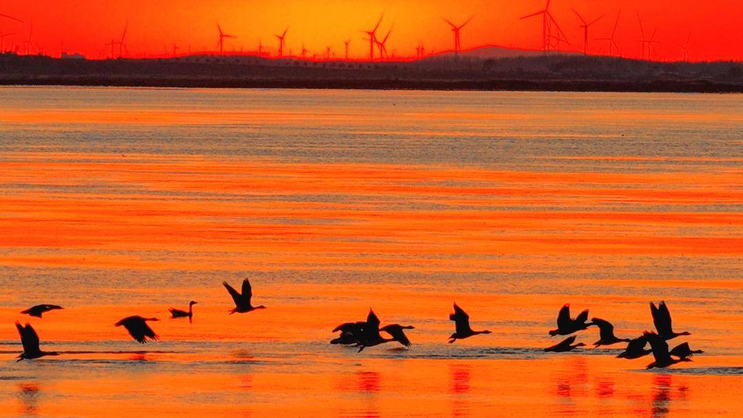 南迁候鸟小憩卧龙湖