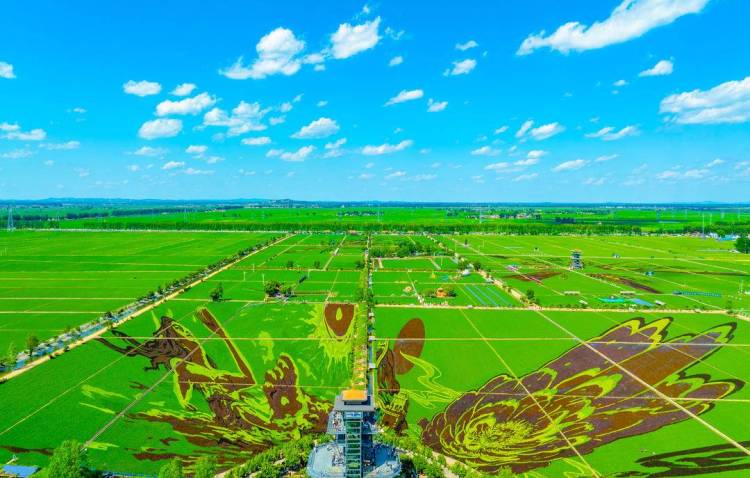 沈阳稻田画上新了