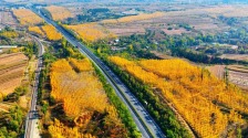 飘在“高速路”上的秋，忒美了吧！