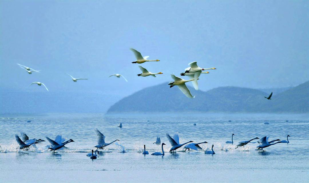 天鹅回迁朝阳
