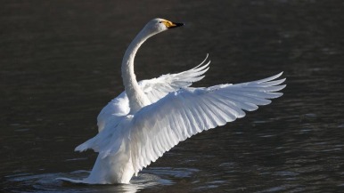 大批白天鹅现身朝阳城区