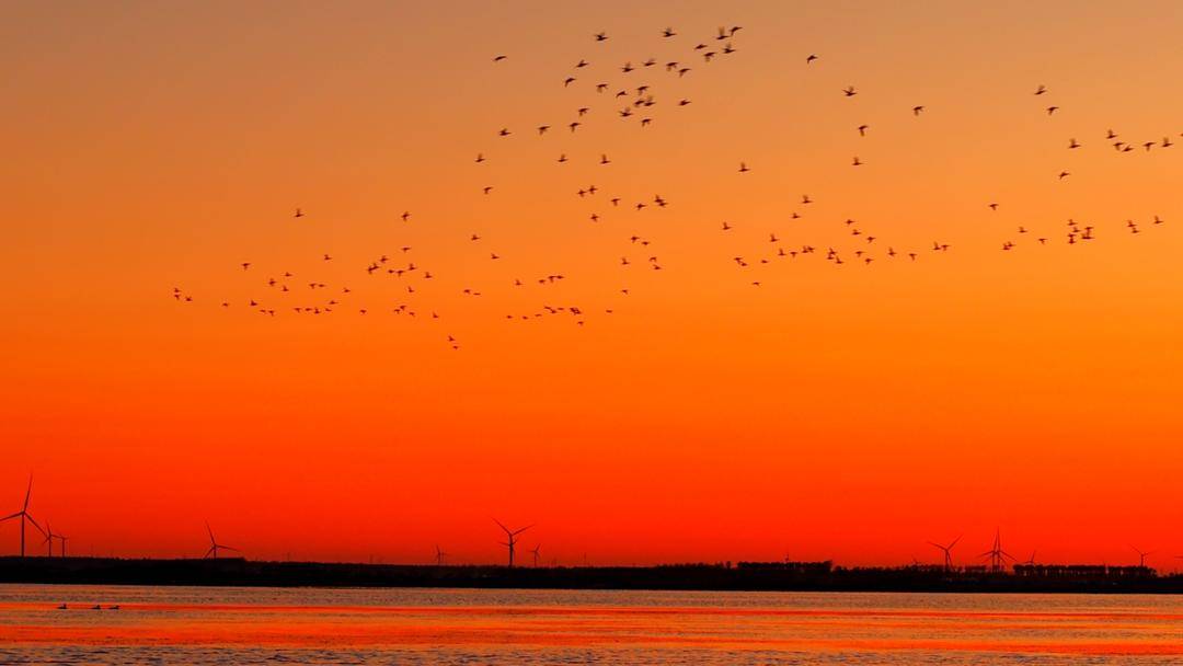 南迁候鸟小憩卧龙湖
