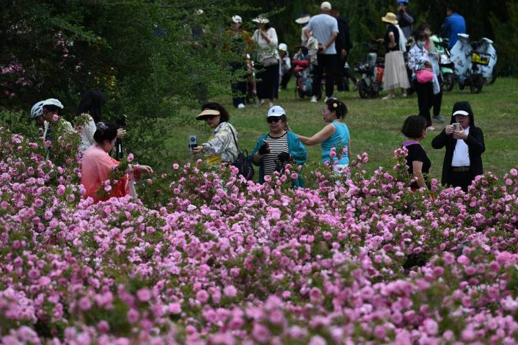 沈阳：月季绽放引客来