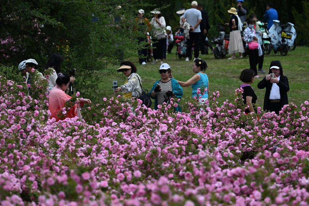 沈阳：月季绽放引客来