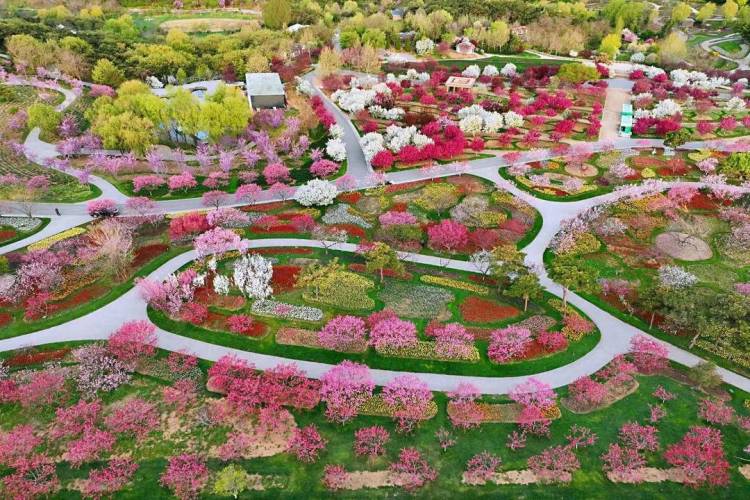 大连英歌石植物园化身“莫奈花园”