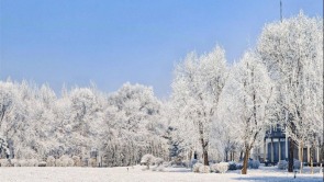 限定版的美！雾凇如画醉沈城