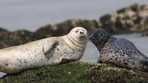 跨越冬春守护“海上大熊猫”