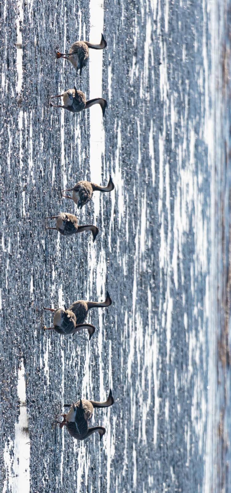 盘锦辽河三角洲湿地迎来候鸟迁徙高峰期