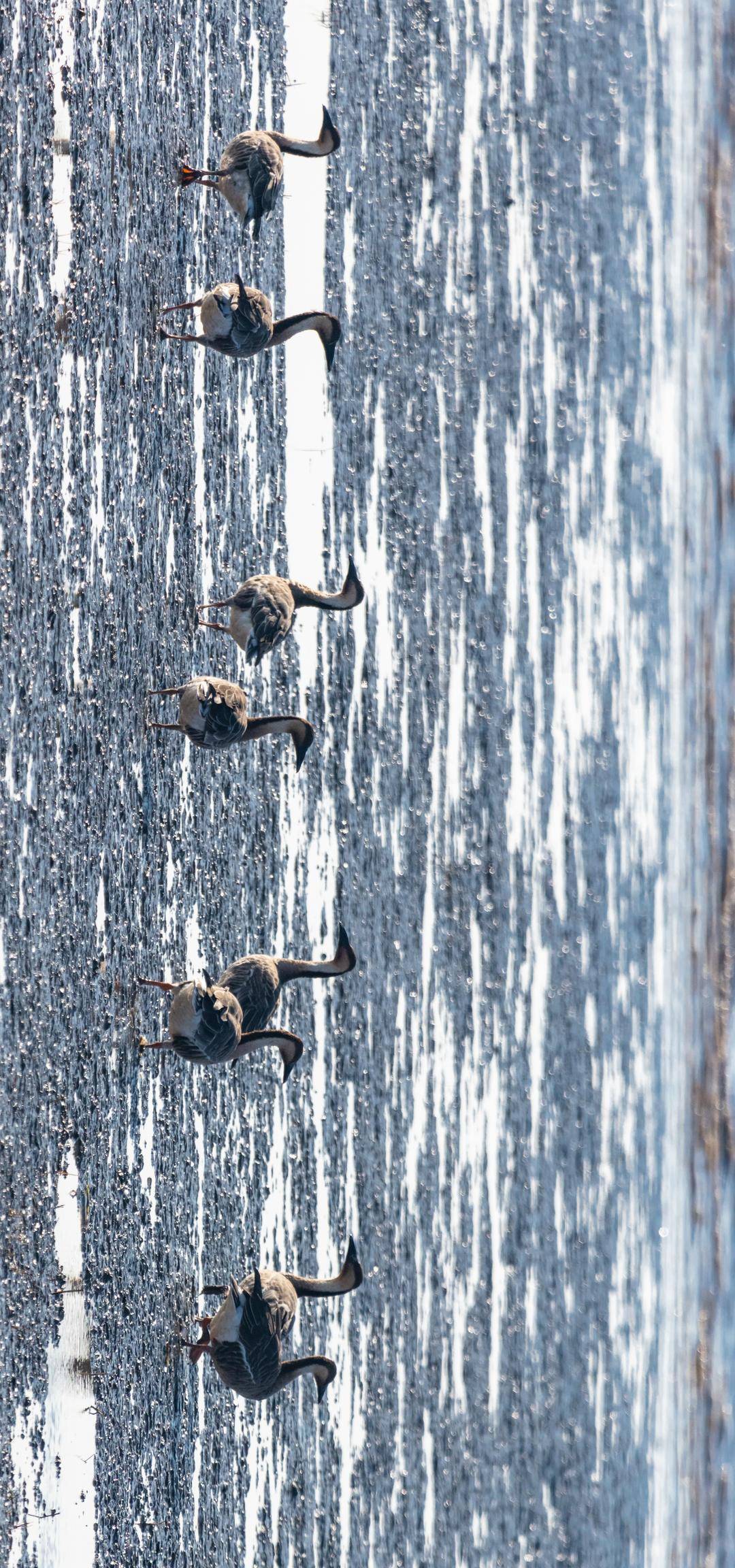 盘锦辽河三角洲湿地迎来候鸟迁徙高峰期