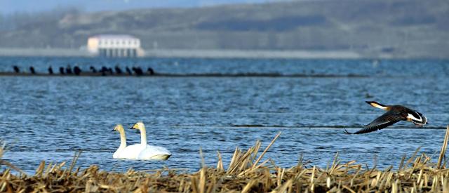 沈阳法库獾子洞：春日里的候鸟天堂