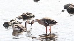 沈阳：气温回暖 春日雁舞浑河