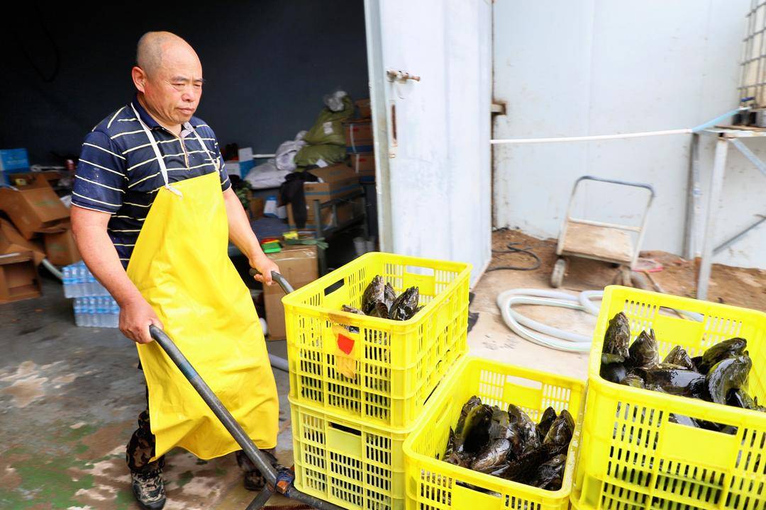 “南鱼北养”！兴城石斑鱼成功上市