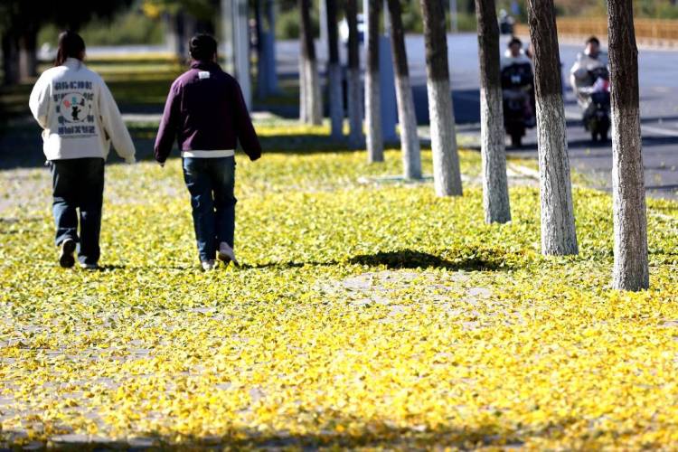 朝阳：深秋银杏美 落叶“诗”满城