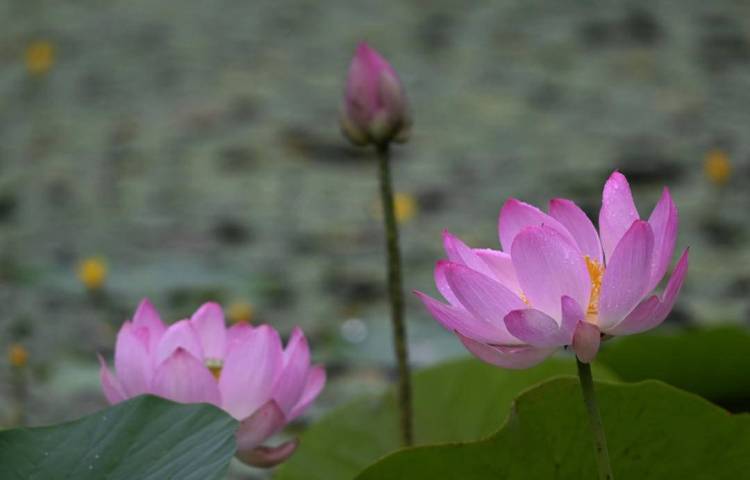 沈阳：接天莲叶碧，北塔观雨荷