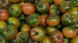 柿子“映红”春节市场 奏响乡村振兴“增收曲”