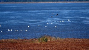 康平卧龙湖：候鸟翔集绘就生态绝美画卷