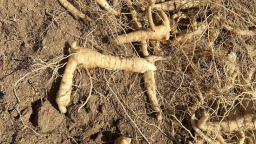 大连普兰店“慢养”黄精结硕果 订单种植产销忙