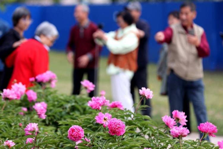 朝阳：五月“花神”芍药盛放