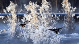 朝阳：雾凇画廊，诗意凌河