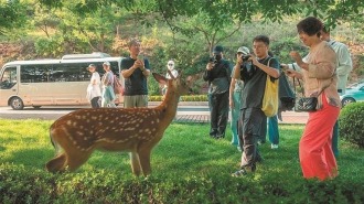 大连：与鹿邂逅