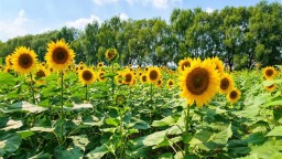 铁岭：湿地公园葵花绽放