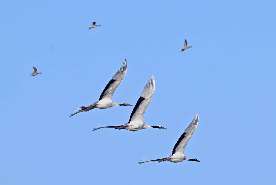 鹤群越冬辽河三角洲