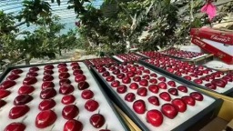 大连市普兰店四平大樱桃航空冷链直供新德里