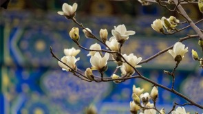 沈阳东塔园玉兰盛放