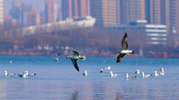 沈阳：鸥舞丁香湖 生态入画来