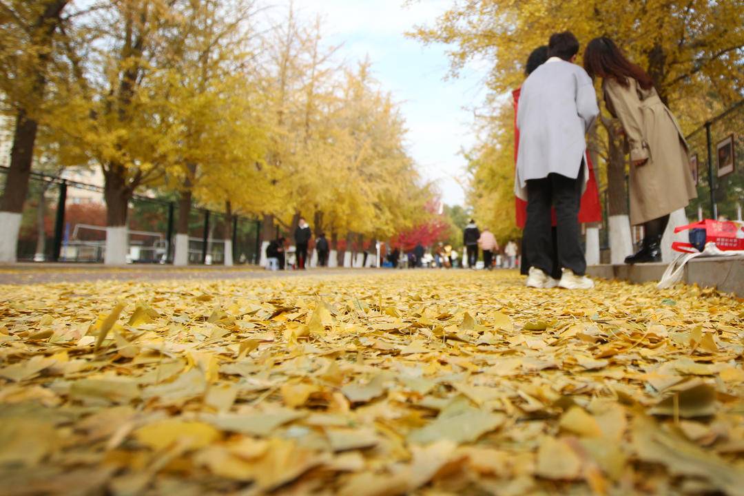 秋日限定款，漫天飞舞的金色浪漫