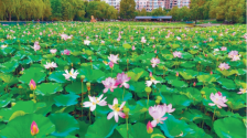 沈阳北塔公园荷花竞相绽放