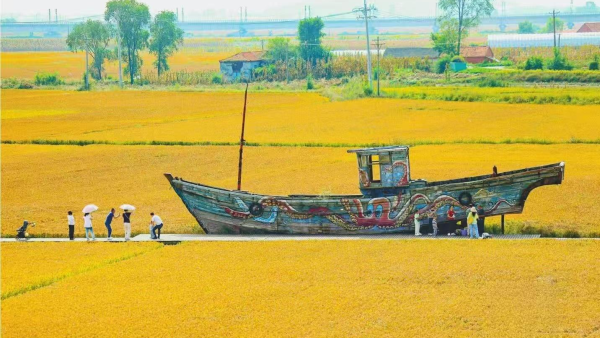丹东：稻浪如画引客来
