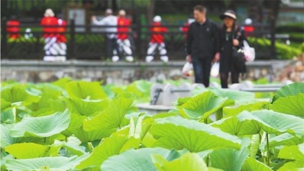 辽宁大连：雨后荷塘醉游人