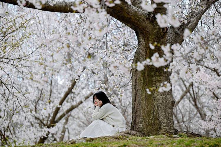 大连：樱花如海