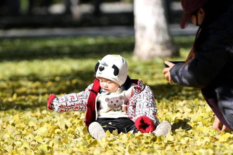 朝阳：深秋银杏美 落叶“诗”满城