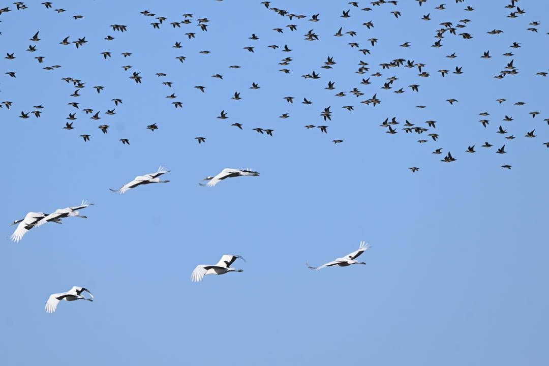 辽河口湿地现冬季鸟浪