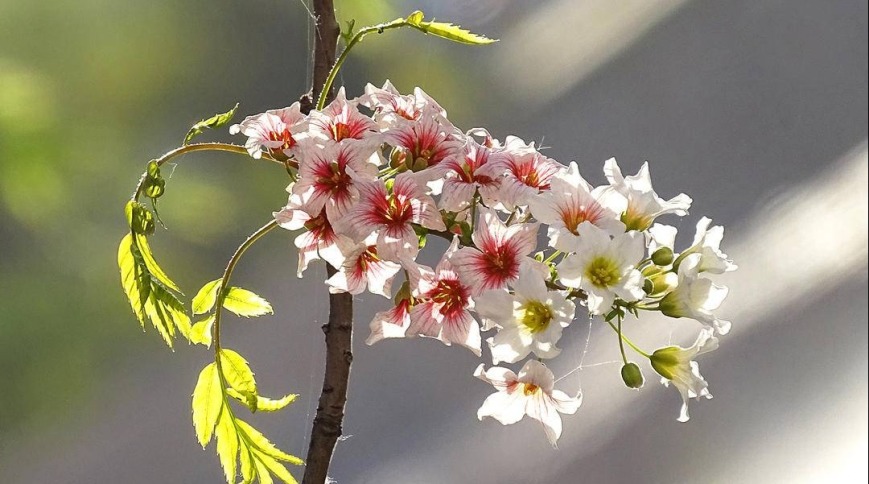 “东方神树”，花开四色