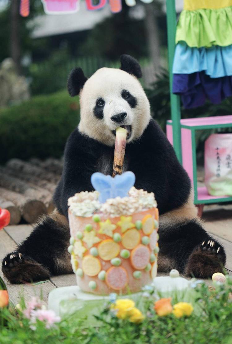 大连大熊猫“飞云”15岁生日快乐！