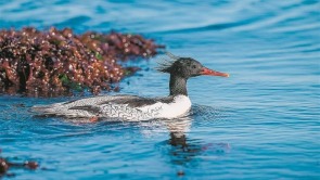 中华秋沙鸭现身“海之韵”