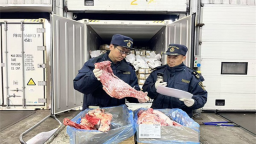 通关“加速度” 羊肉“鲜”到家