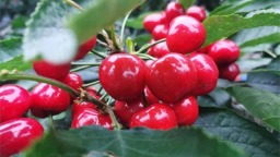 政企携手 电商赋能 助力大连普兰店四平樱桃加速“出圈”