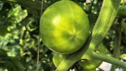 高糖番茄试种成功 甜蜜产业助力农户增收