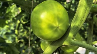 高糖番茄试种成功 甜蜜产业助力农户增收