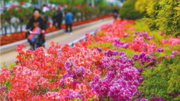 丹东：杜鹃花开