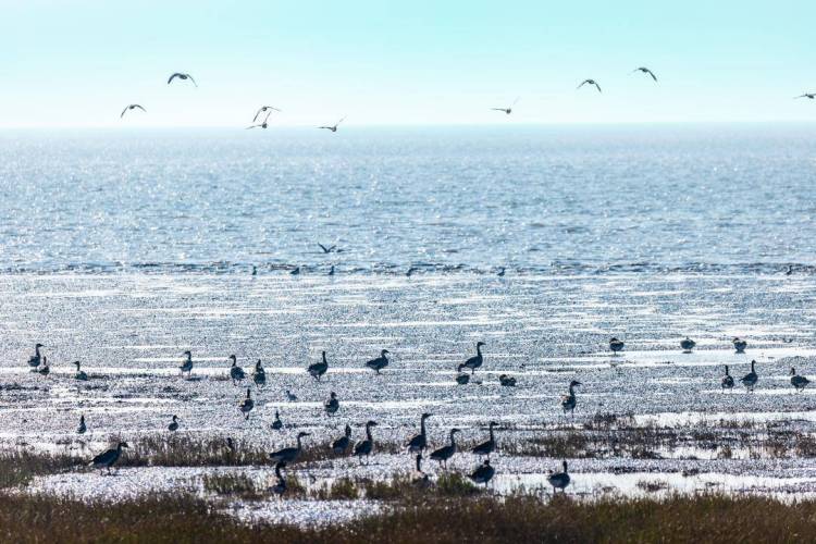 盘锦辽河三角洲湿地迎来候鸟迁徙高峰期